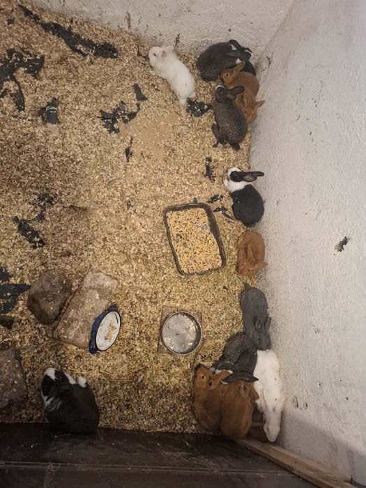 Iepuri hycole si neozeelandez rosu