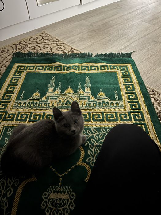 Отдам кошку бесплатно