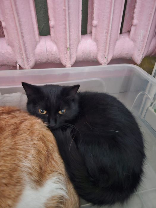 Молодые кошечки в поиске дома