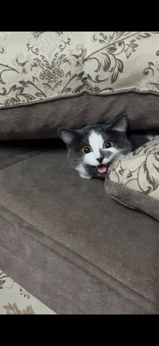 Отдам котенка подсротка