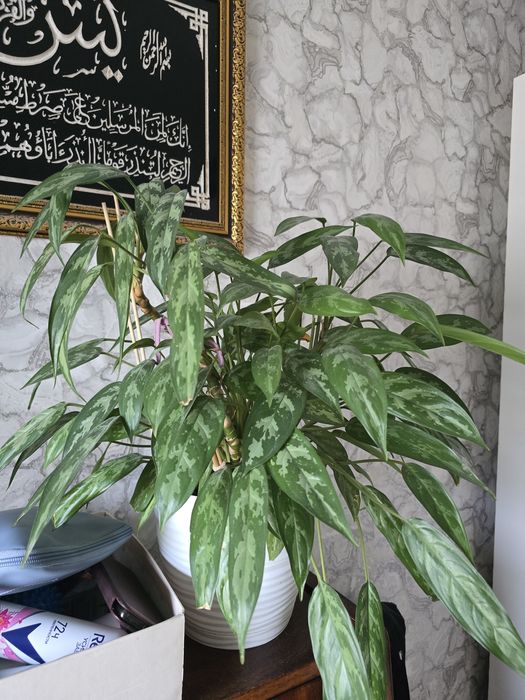 Продам комнатный цветок