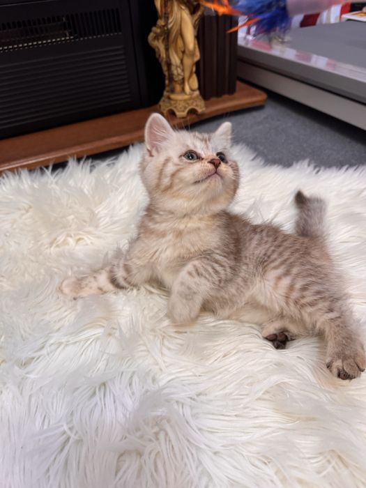 British longhair