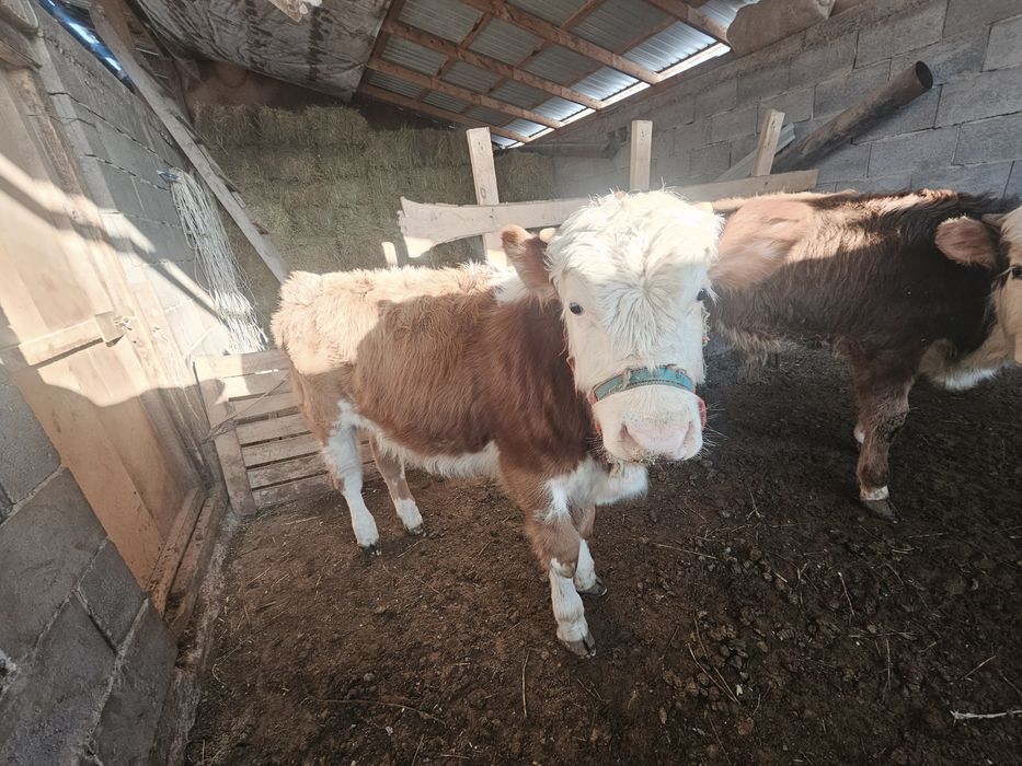 Бузау скот         .