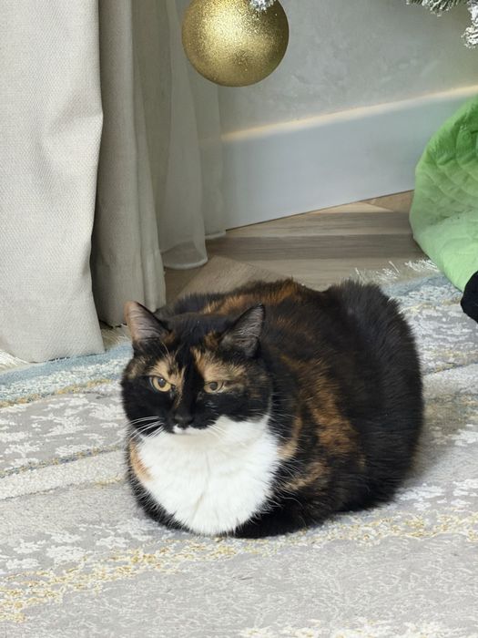 Отдам даром кошку