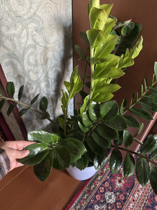 Замиакулькас (Долларовое дерево)