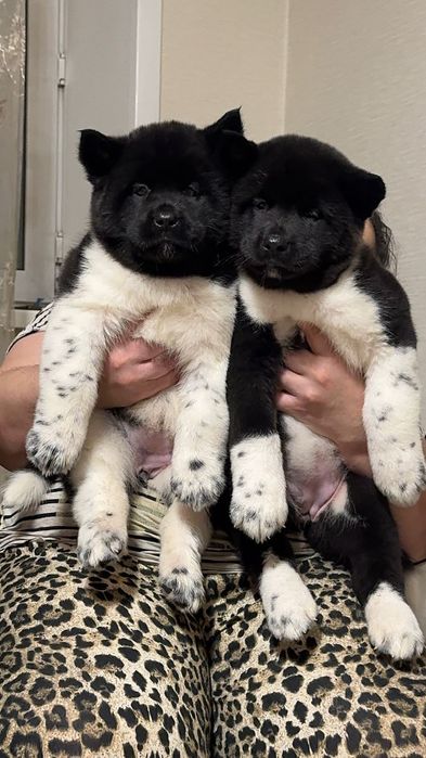 Шикарные щенки для выстовок