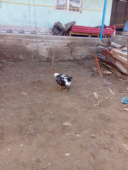 Indautka va g'oz sotiladi