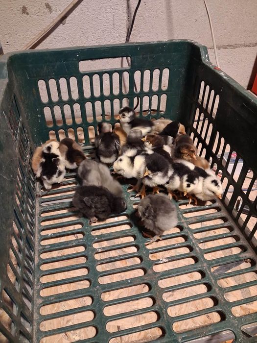 Vand pui de gaini moțate de rasa mai multe detalii la nr de telefon 07