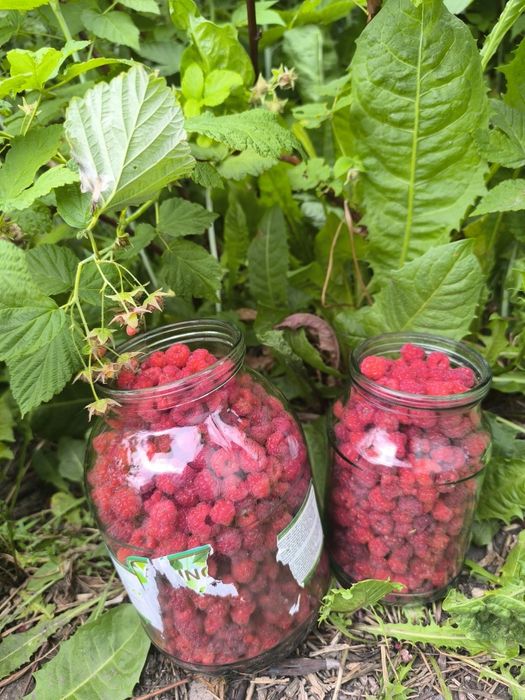 Продам домашние Малина 2500