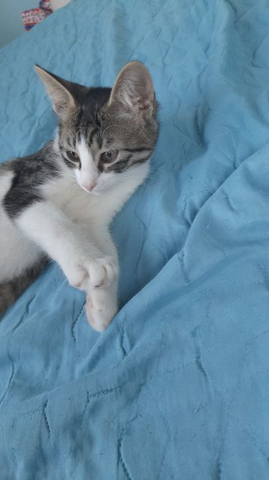 Подарявам 3 котета.Спасени.