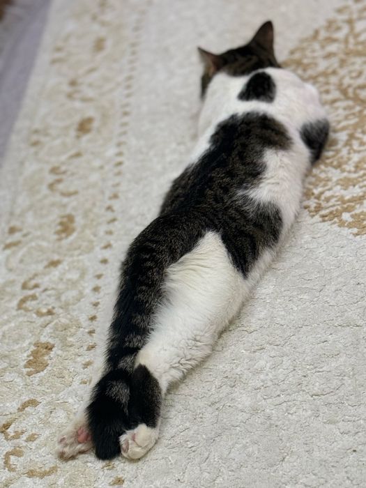 Отдам кота мальчика в добрые руки