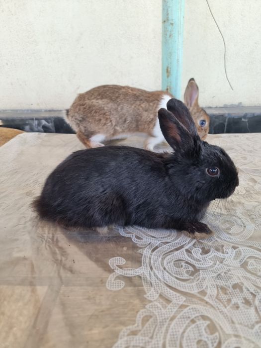 Karlik sames 2ta iwlawi zur soglom