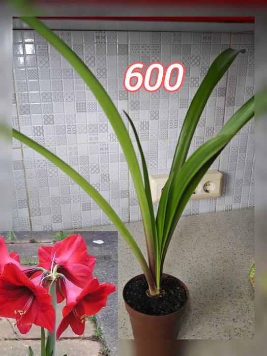 Разные комнатные цветы