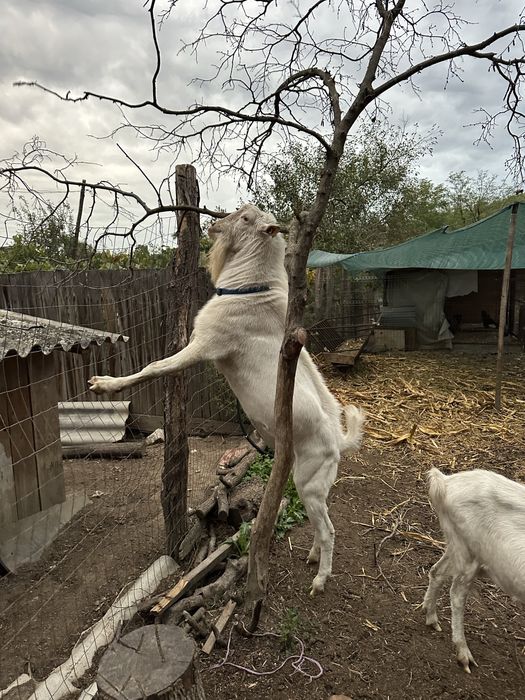 Disponibil tapisor metis alpin francez cu saanen