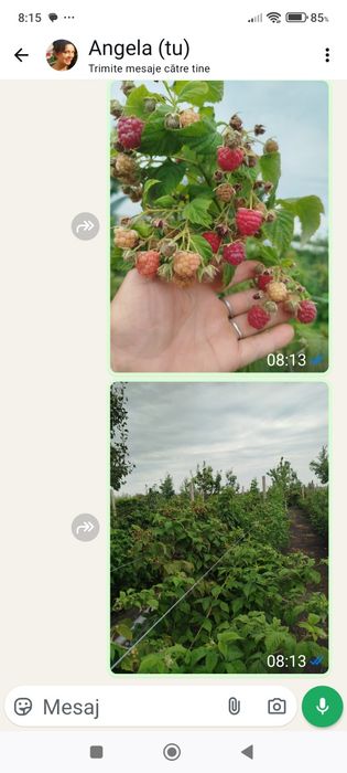 Zmeură de vânzare