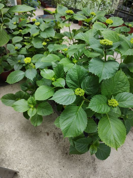 Hortensie de vânzare