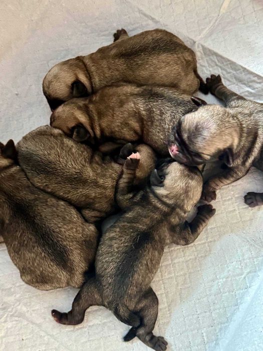 бежевые мопсята  щенки