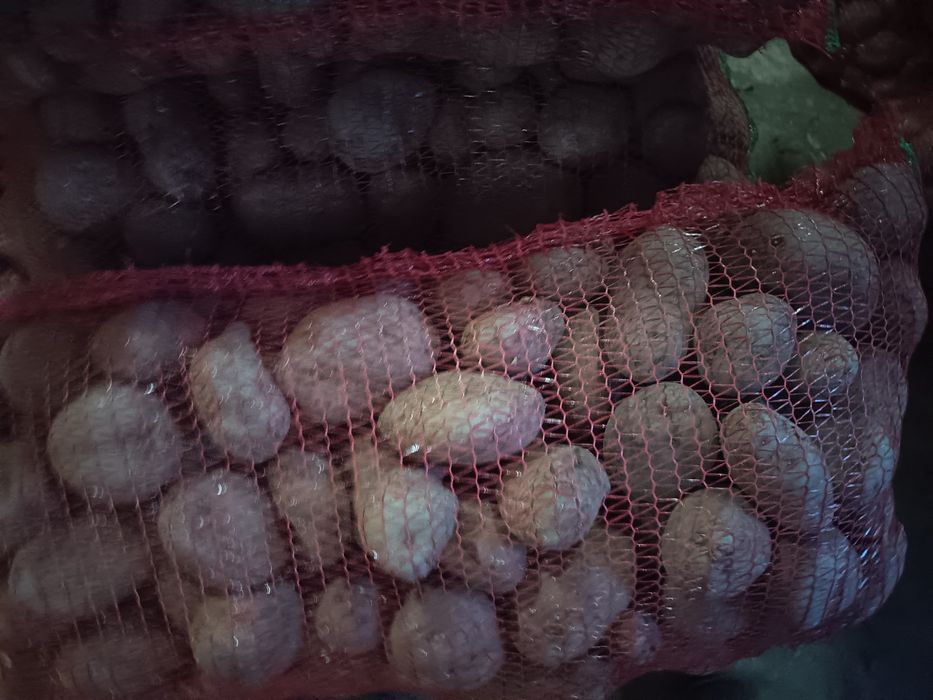 Cartofi de sămânță și de consum