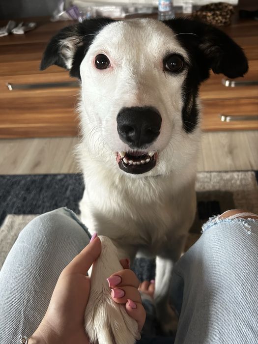 Pet sitting/Pet boarding