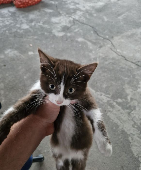 Отдам котят в добрые руки