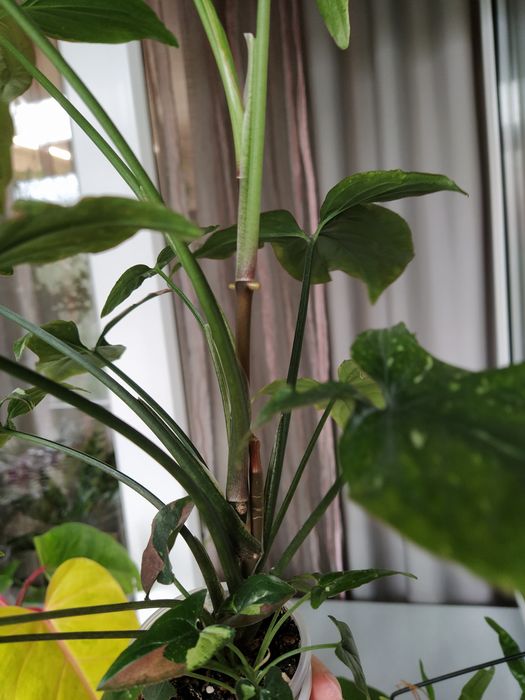 Ред спот триколор
