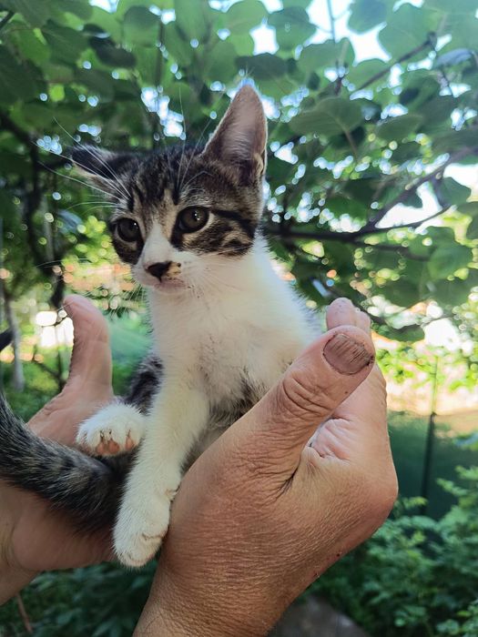 Подарявам  котета на около 2 и 3 месеца