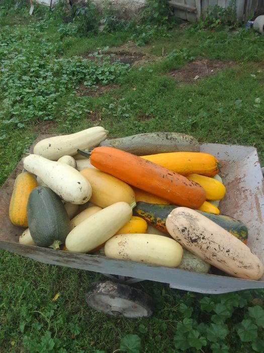 продам кабачки урожай 26года