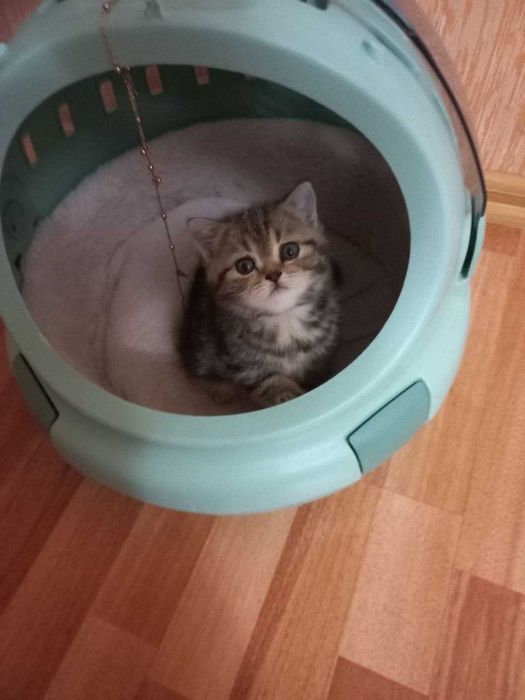 Продаётся котята Shinshilla mushukchalar sotiladi