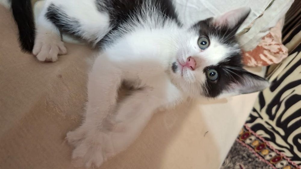 Отдам котят в добрые руки