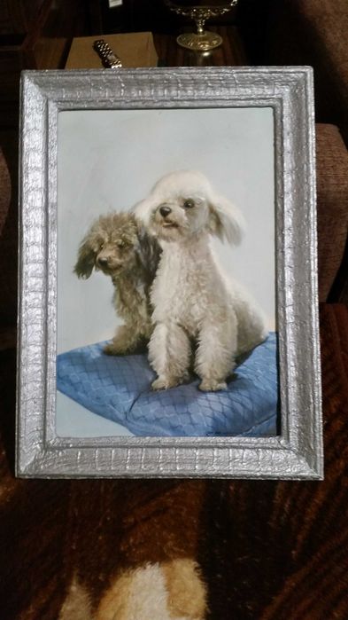 Прекрасни 2 пуделчета в сребърна рамка. Изглеждат супер!
