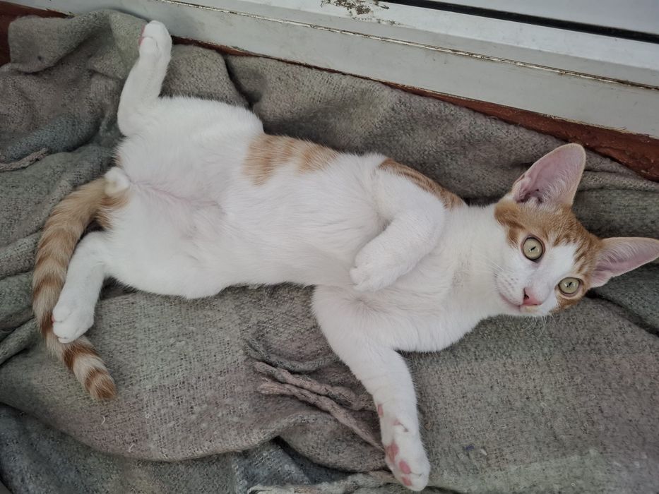 Ron- motanel in cautare de casuta