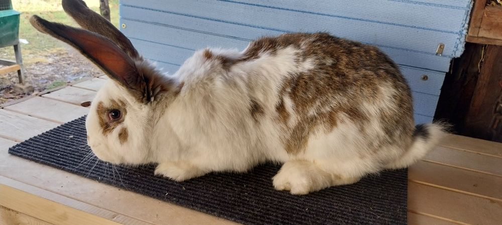 Зайци  за разплод