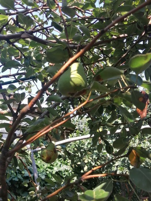 Casa si teren 266 mp Viilor Marius Nasta -Parc Carol