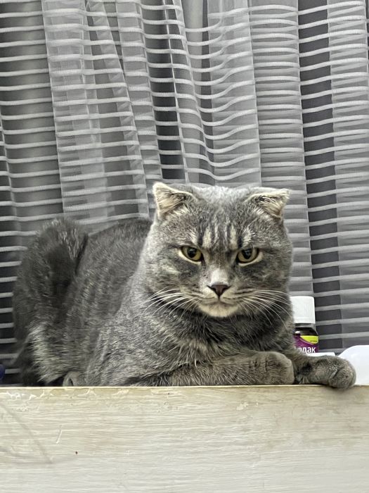 Mushuk sotiladi o’g’il bola Skottish fold