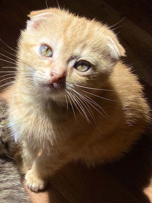 Котеныши скоттиш фолд