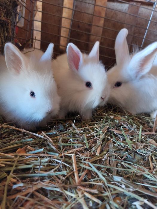 Iepurasi pitici cap de leu