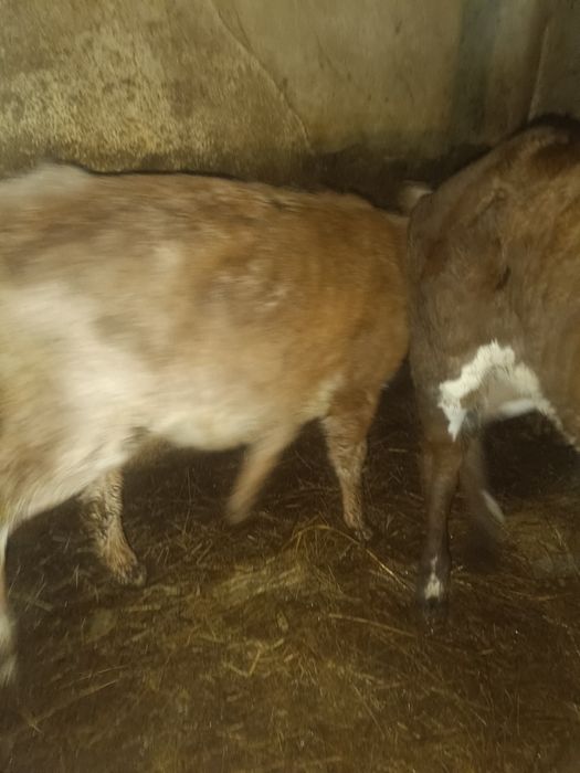 Продаю телят  телочка и бычок