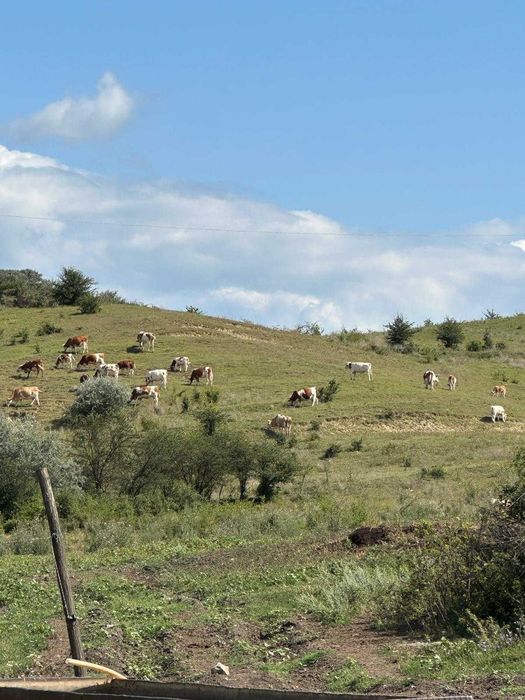 Vaci baltata romaneasca