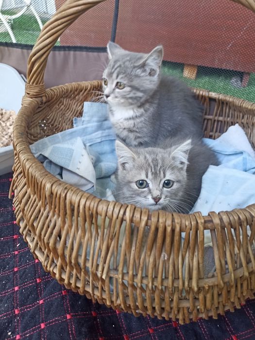 Продам котят,в добрые руки
