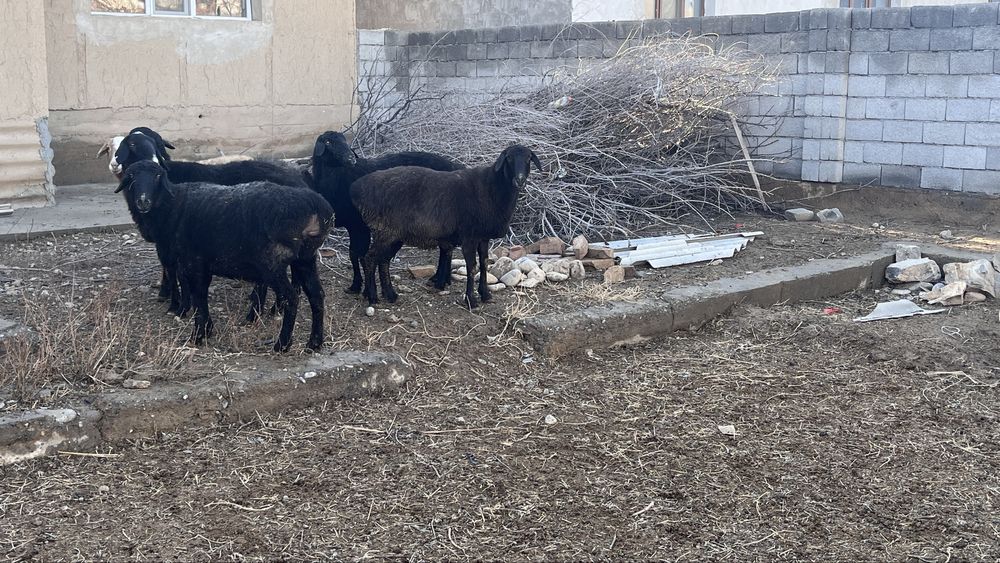 10 бас саулық қой