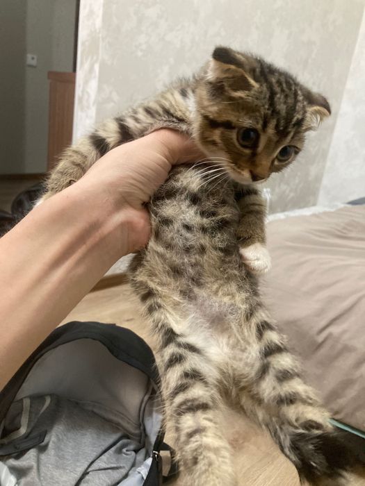 Котёнок шотланец в добрые руки
