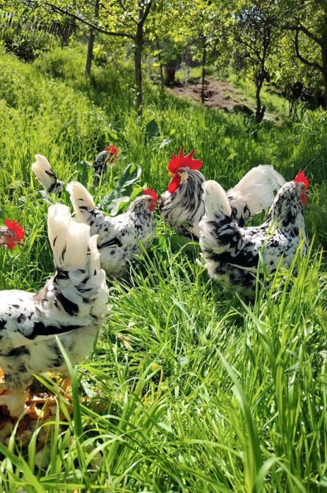 Куры несушки Легорн Далматин и легорн долматин