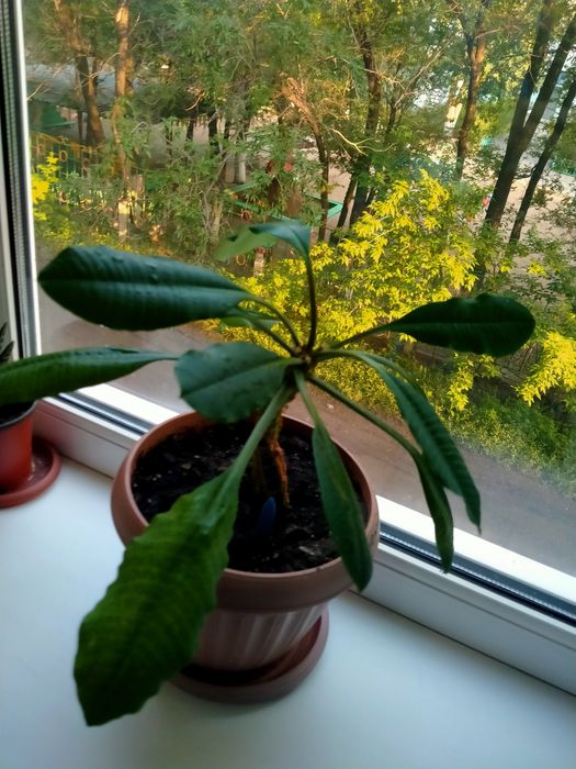 Комнатное растение "Молочай"