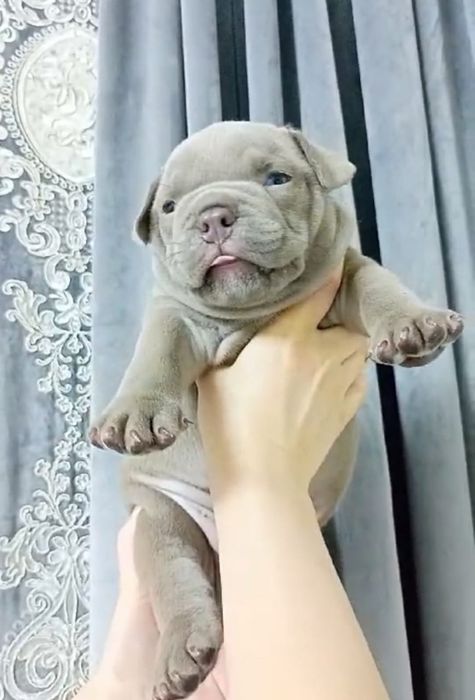 Американский буллли! Покет.