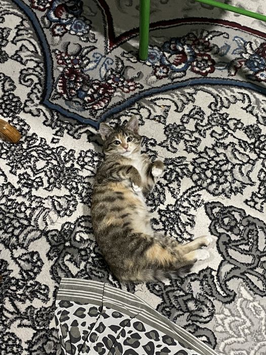 Отдаю в добрый руки