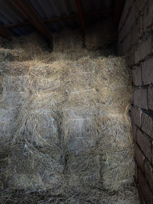 Сабан ,жусан шөп сатылады