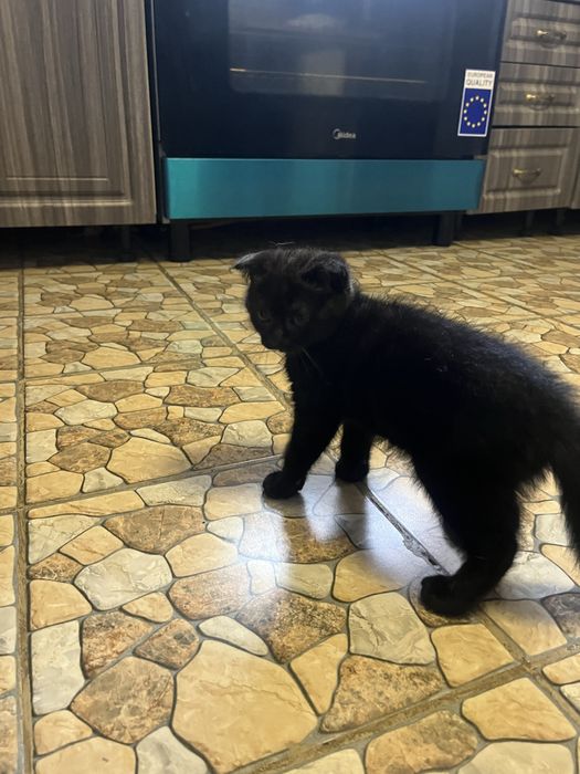 Котенок шотландский вислоухий мальчик