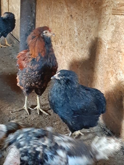 Pui araucana schimb cu porumb