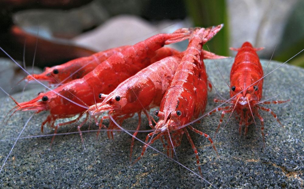 Аквариум криветки!