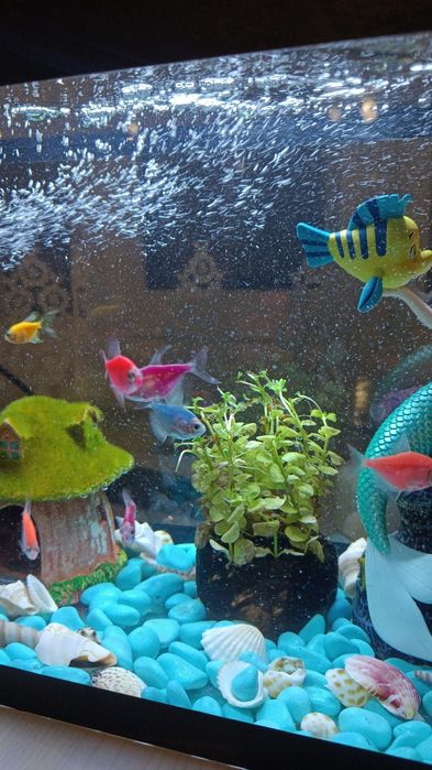 Продаю Аквариум 32,000